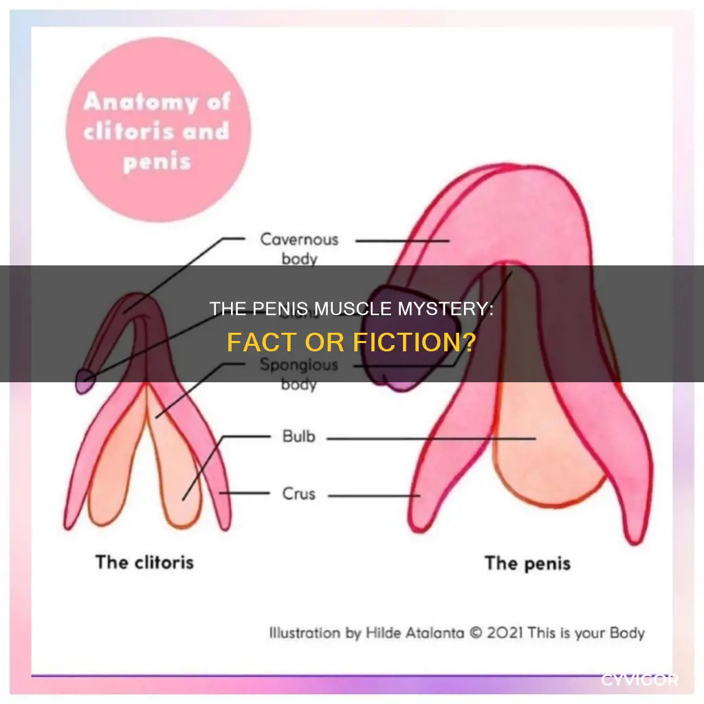 do penis have muscle