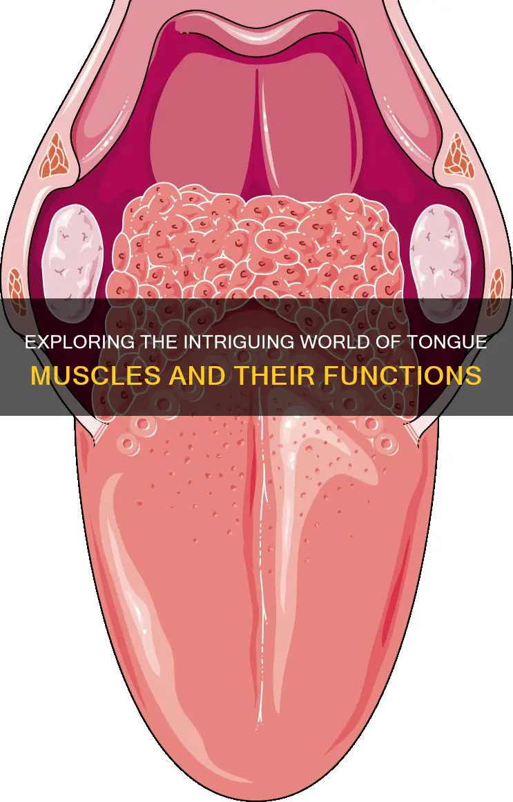 do people hav tounge muscles