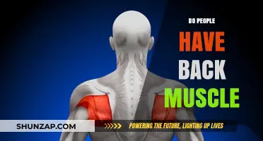 Exploring the Myth: Do People Really Have Back Muscles?
