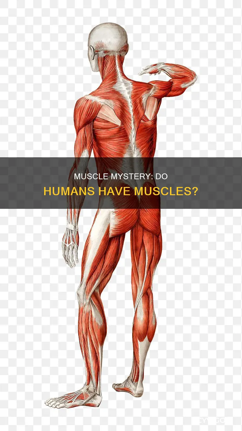 do people have muscles