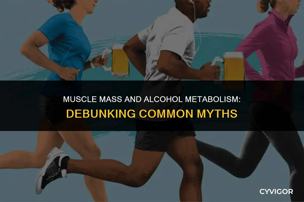 do people with more muscle get drunk faster