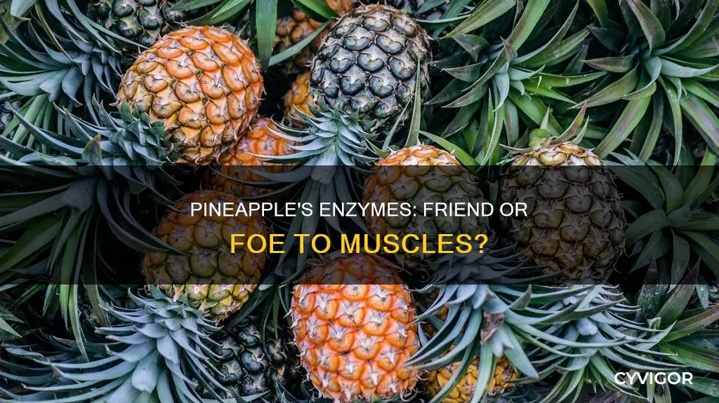 do pineapples break down muscle