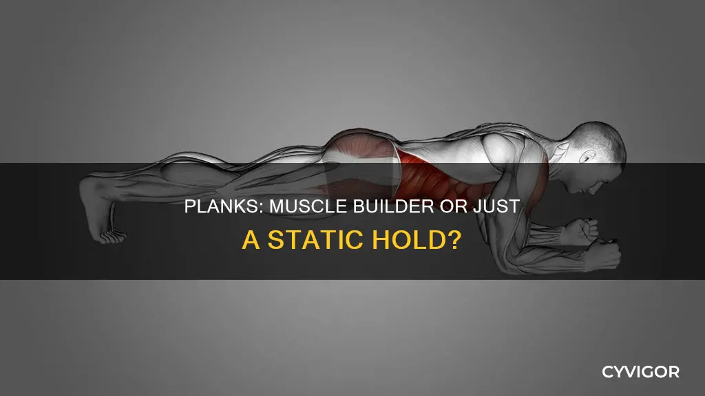 do planks give you muscles