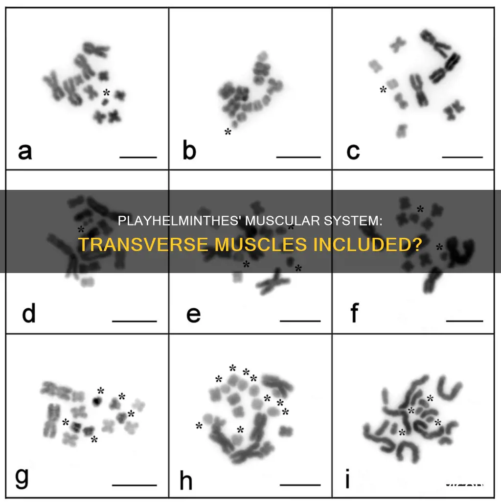 do playhelminthes have transverse muscles