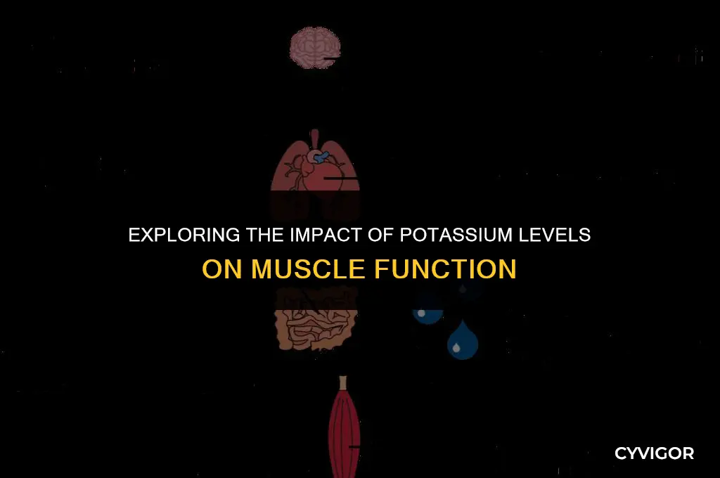 do potasium levels affect muscles