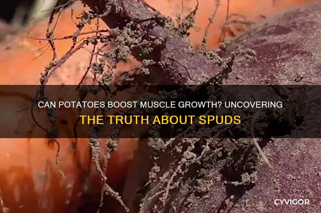 do potatoes make you gain muscle