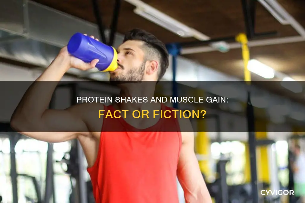 do protein shakes actually make a difference for muscle gain