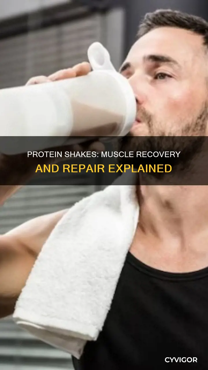 do protein shakes repair muscles