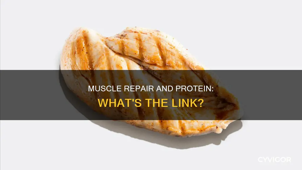 do proteins repair muscle