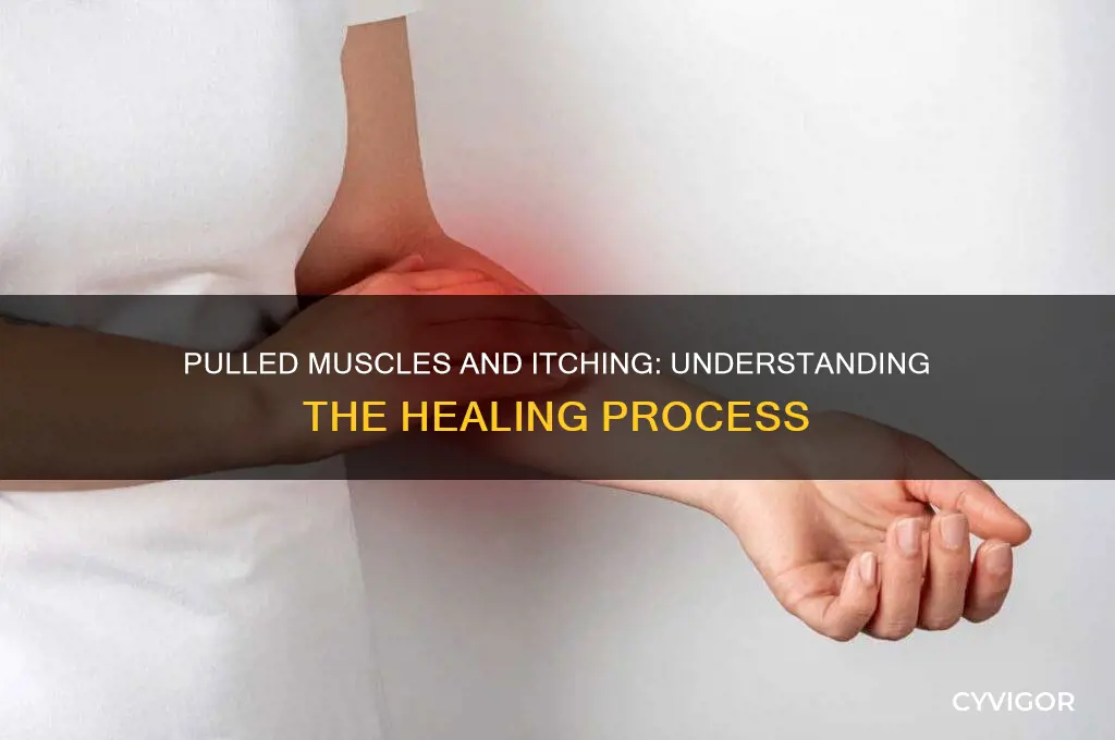 do pulled muscles itch when healing