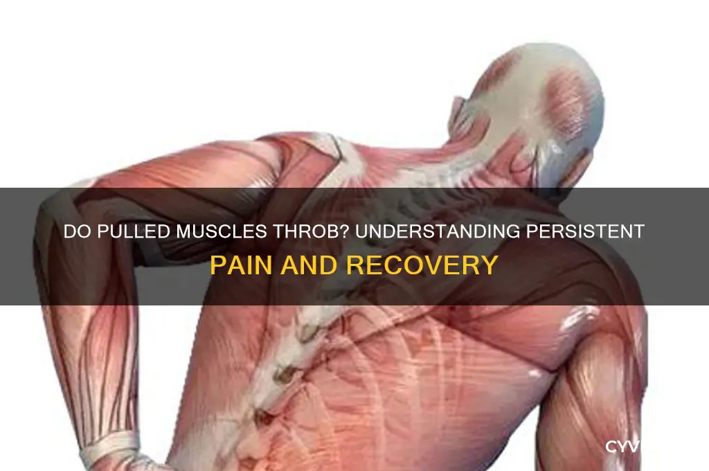 do pulled muscles throb