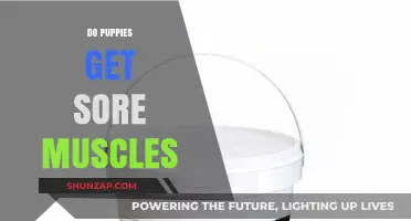Do Puppies Get Sore Muscles? Understanding Canine Muscle Recovery