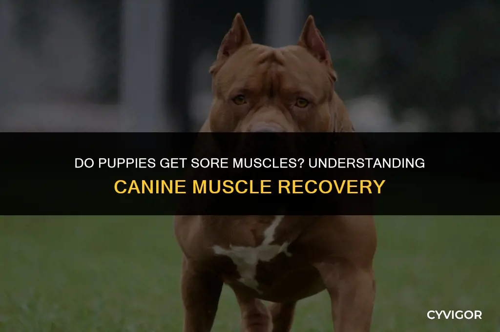 do puppies get sore muscles