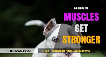 Do Puppy Ear Muscles Get Stronger? Facts and Exercises for Canine Companions