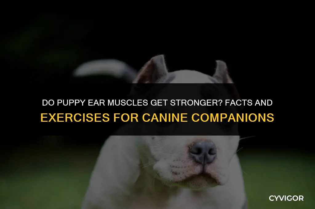 do puppy ear muscles get stronger