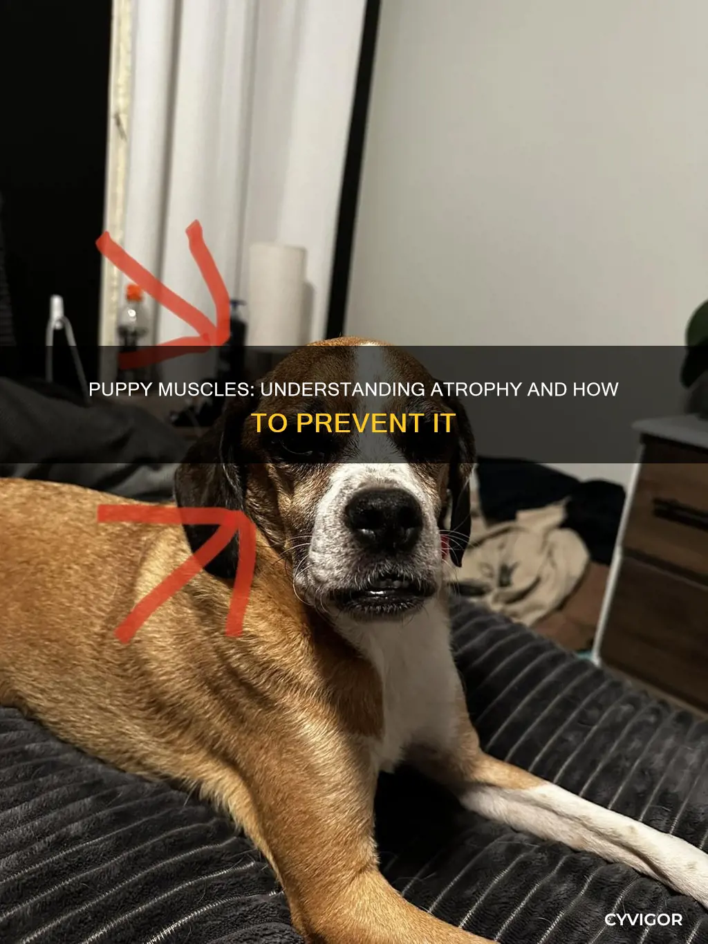 do puppy muscles atropy