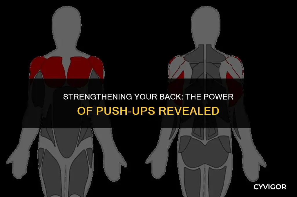 do push ups build back muscles