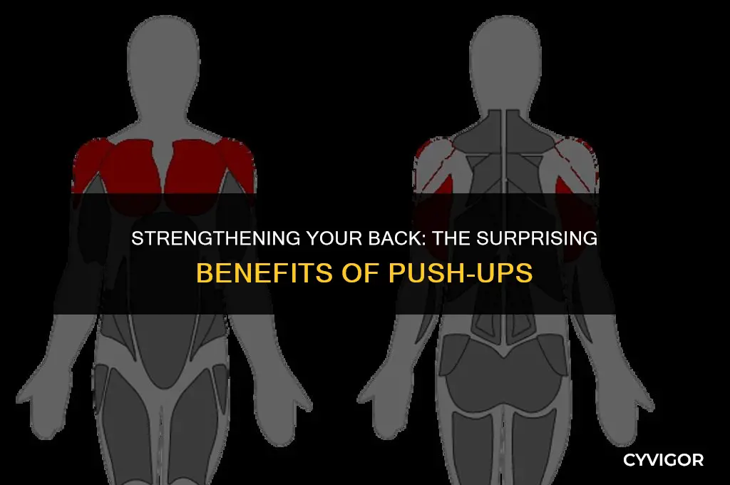 do push ups develop back muscles