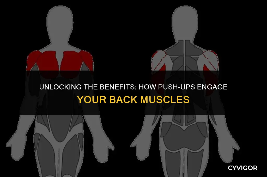 do push ups target back muscles