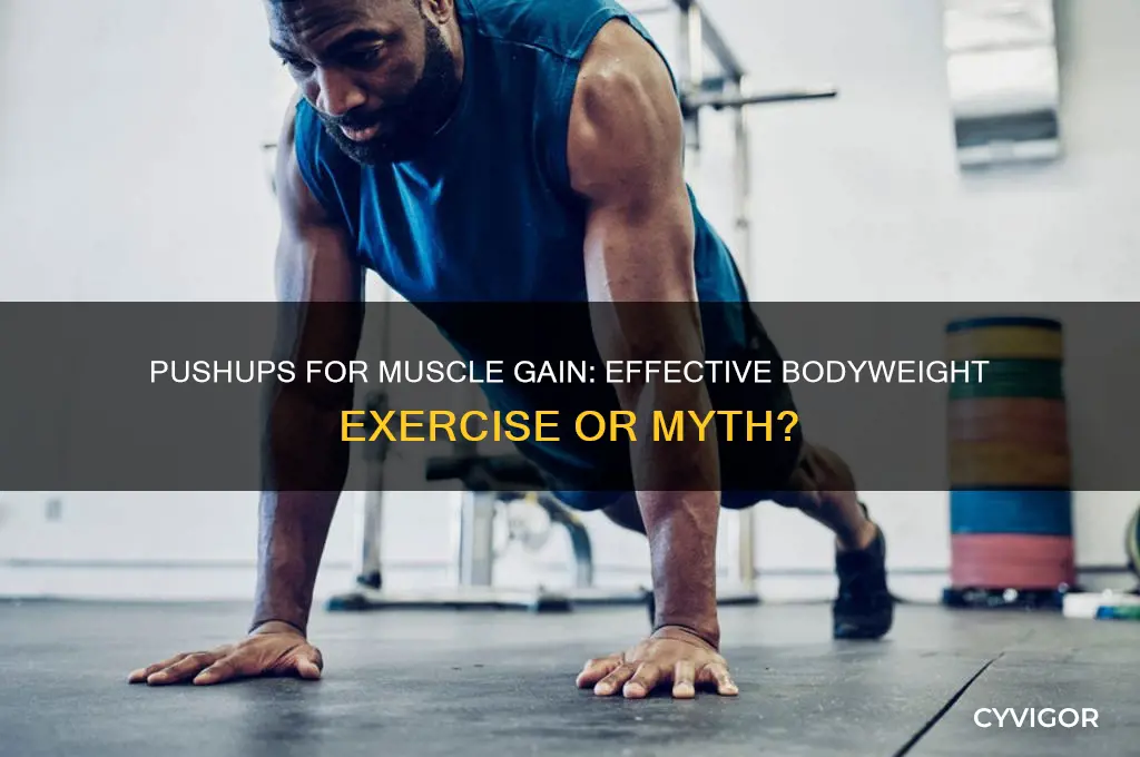 do pushups help gain muscle