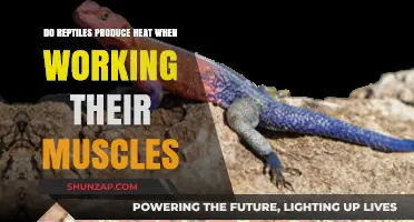 Reptile Muscle Activity: Does It Generate Heat During Physical Exertion?