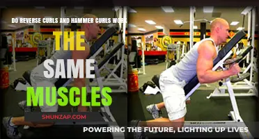 Reverse vs. Hammer Curls: Targeting the Same Muscles?