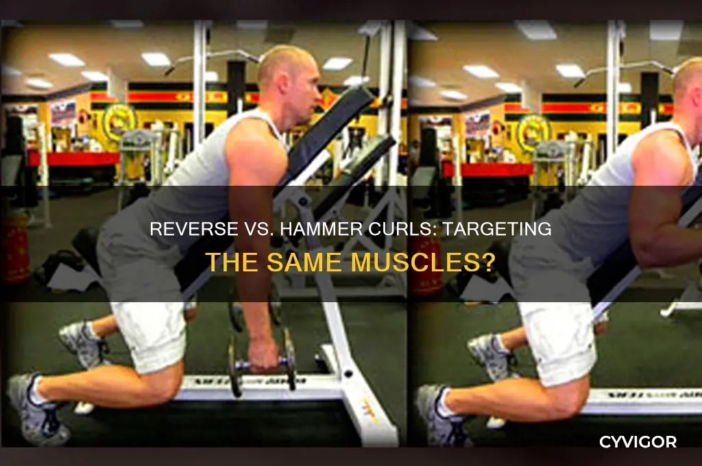 do reverse curls and hammer curls work the same muscles