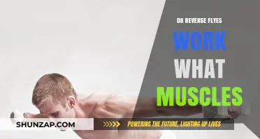 Reverse Flyes: Targeted Muscles and Effective Workout Benefits Explained