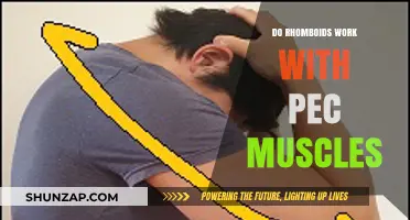 Rhomboids and Pecs: Understanding Their Synergy in Upper Body Workouts