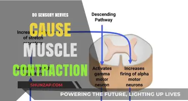 Sensory Nerves: Muscle Contraction Triggers?