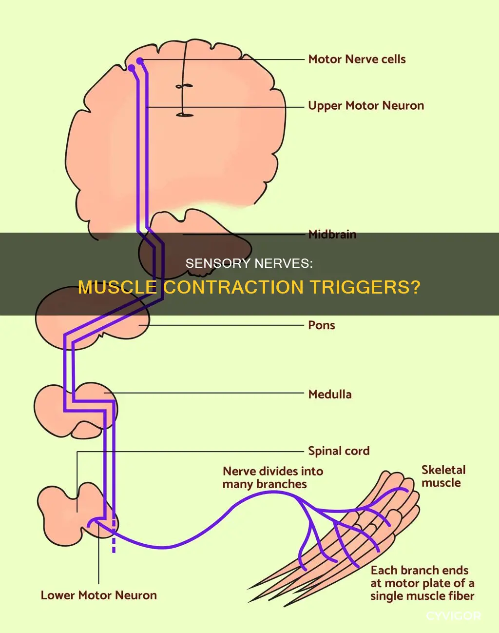 do sensory nerves cause muscle contraction