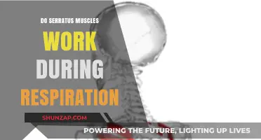 Serratus Muscles and Breathing: Unveiling Their Role in Respiration