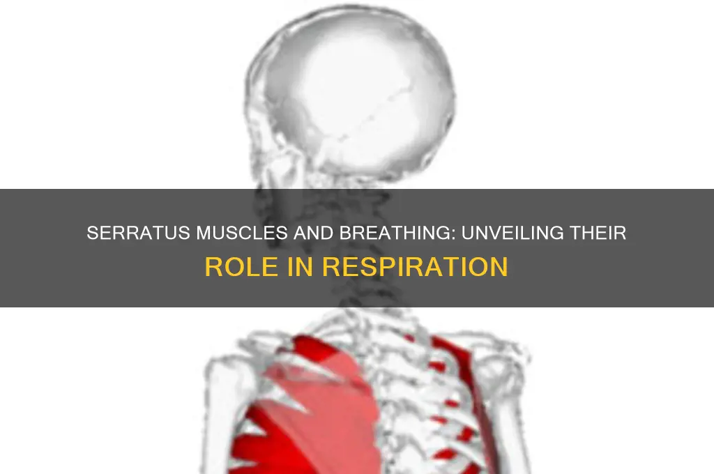 do serratus muscles work during respiration
