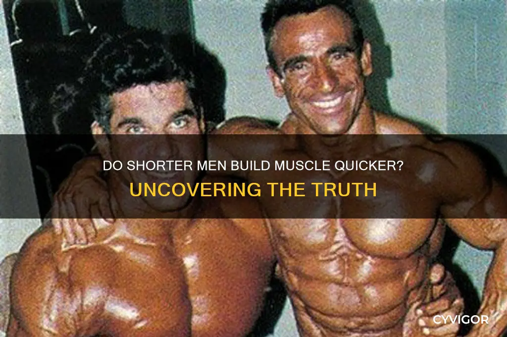 do short guys gain muscle faster