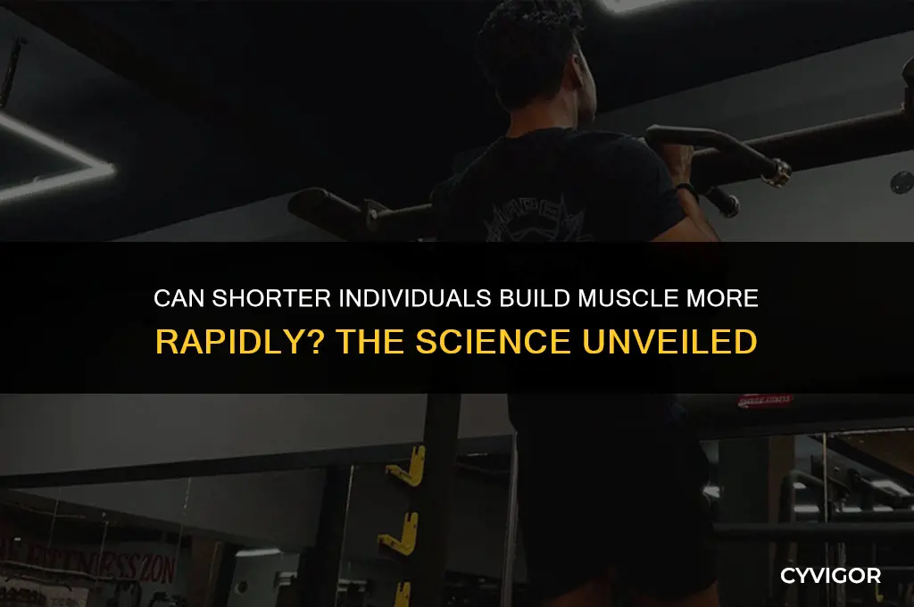 do shorter people build muscle faster