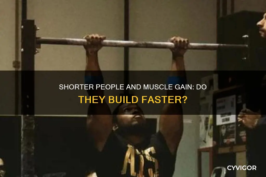 do shorter people gain muscle faster
