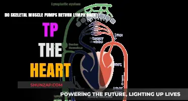 Exploring the Role of Skeletal Muscle Pumps in Lymphatic Circulation