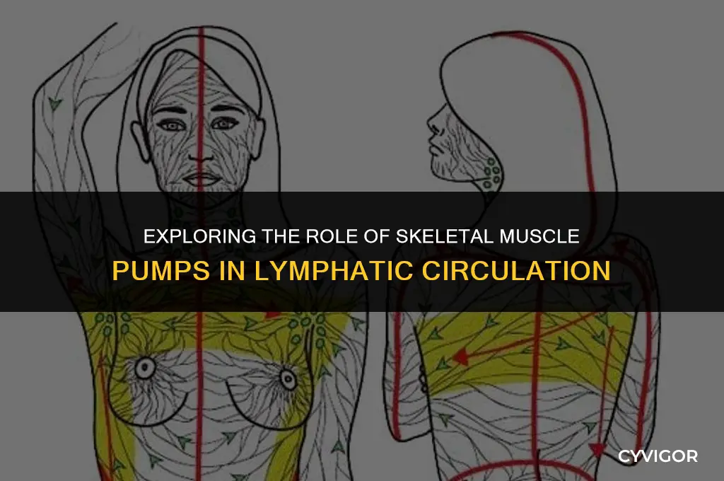 do skeletal muscle pumps return lymph back tp the heart