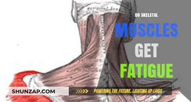 Understanding Skeletal Muscle Fatigue: Causes and Prevention
