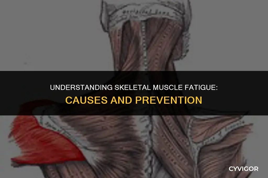 do skeletal muscles get fatigue