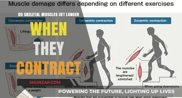 Exploring Muscle Contraction: Do Skeletal Muscles Lengthen?