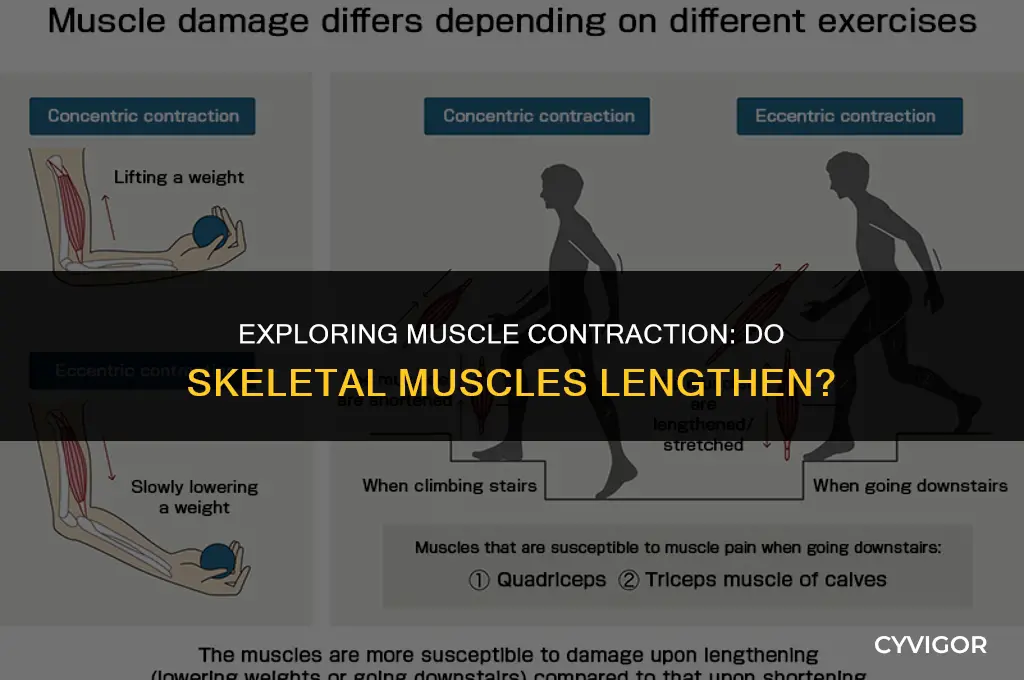 do skeletal muscles get longer when they contract