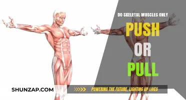 Skeletal Muscles: Beyond Push and Pull – Understanding Their Dynamic Role