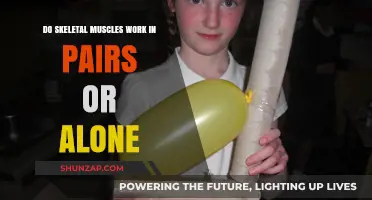 Skeletal Muscles: Do They Work in Pairs or Alone?