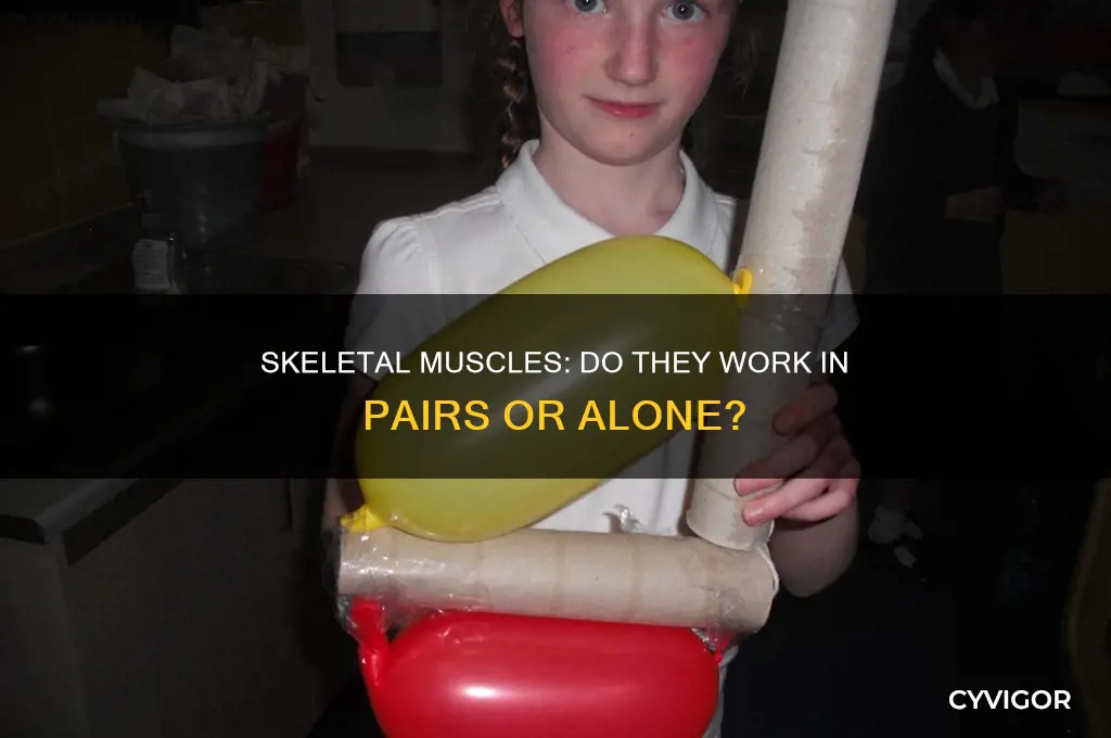 do skeletal muscles work in pairs or alone