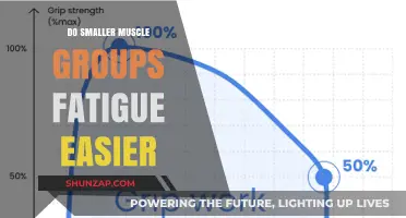 Do Smaller Muscles Fatigue Faster? Unraveling the Truth Behind Muscle Endurance