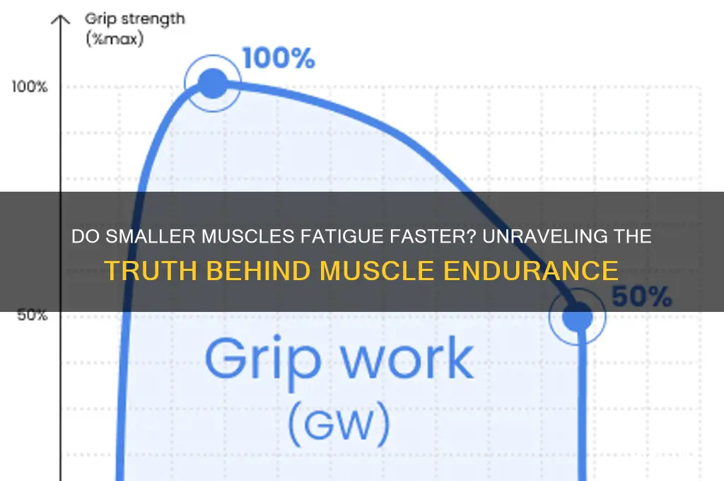do smaller muscle groups fatigue easier