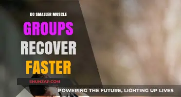 Smaller Muscle Groups: Faster Recovery Times and Training Benefits
