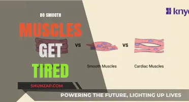 Exploring Muscle Fatigue: Do Smooth Muscles Get Tired?