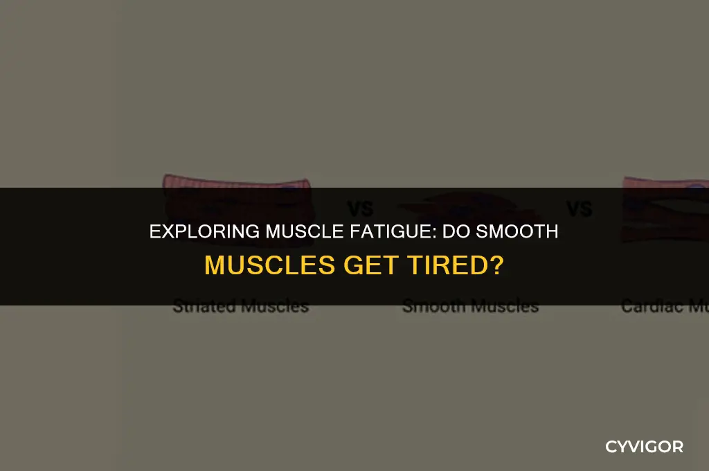 do smooth muscles get tired